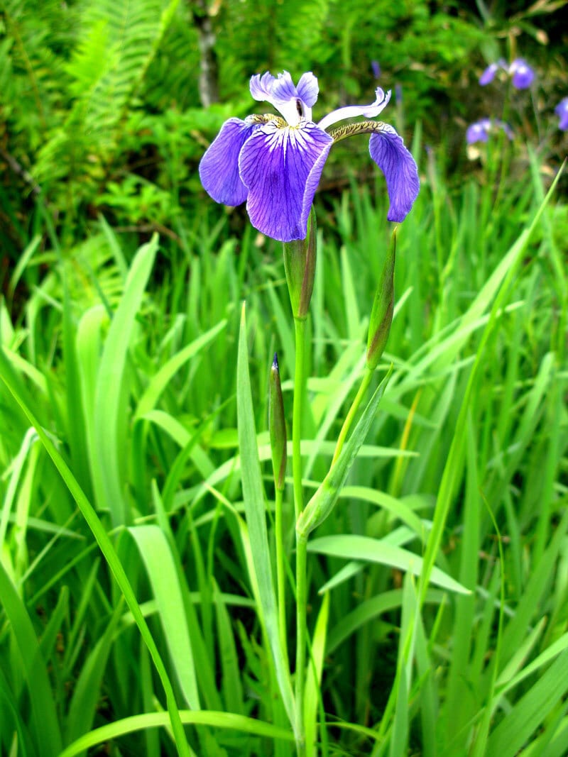 Terrestrial plant, Flower, Vegetation, Petal, Grass
