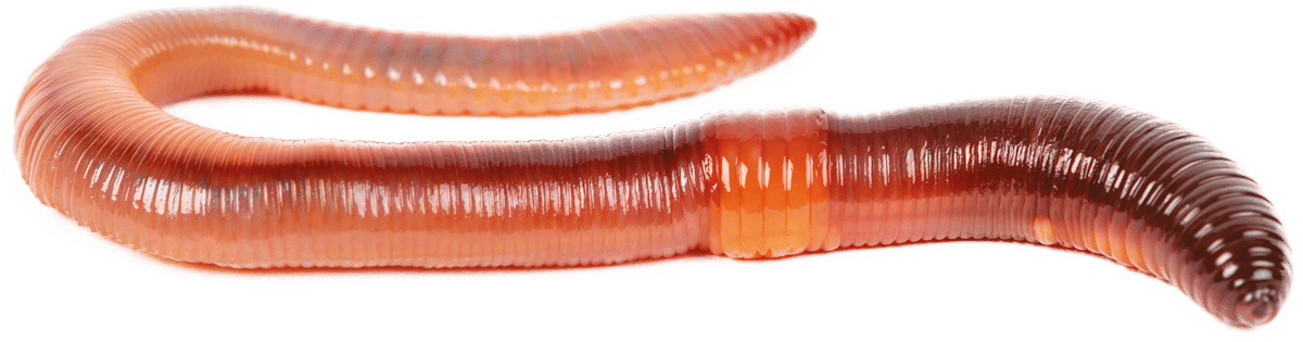 Human body, Natural material, Eye, Jaw, Eyelash