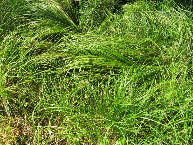 Terrestrial plant, Grass