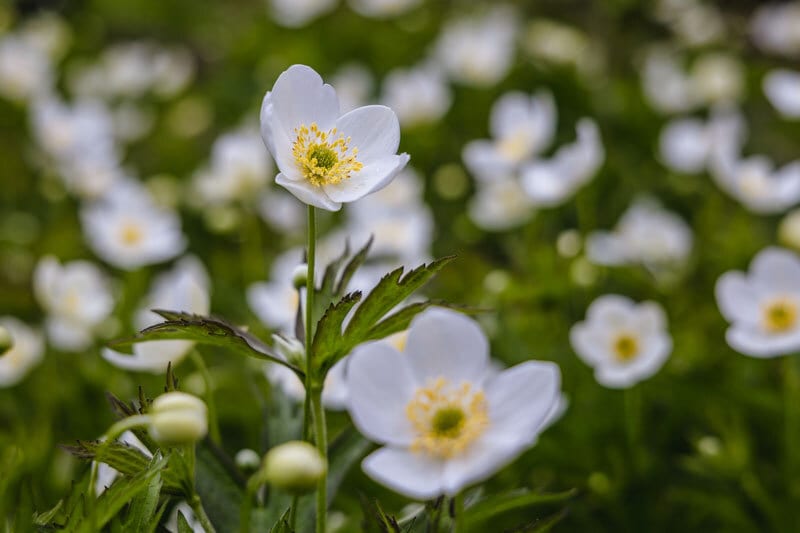 Flower, Plant, Petal