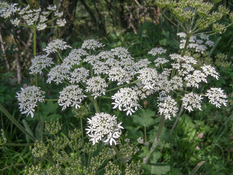 Flower, Plant, Grass