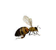 Insect, Arthropod, Amber