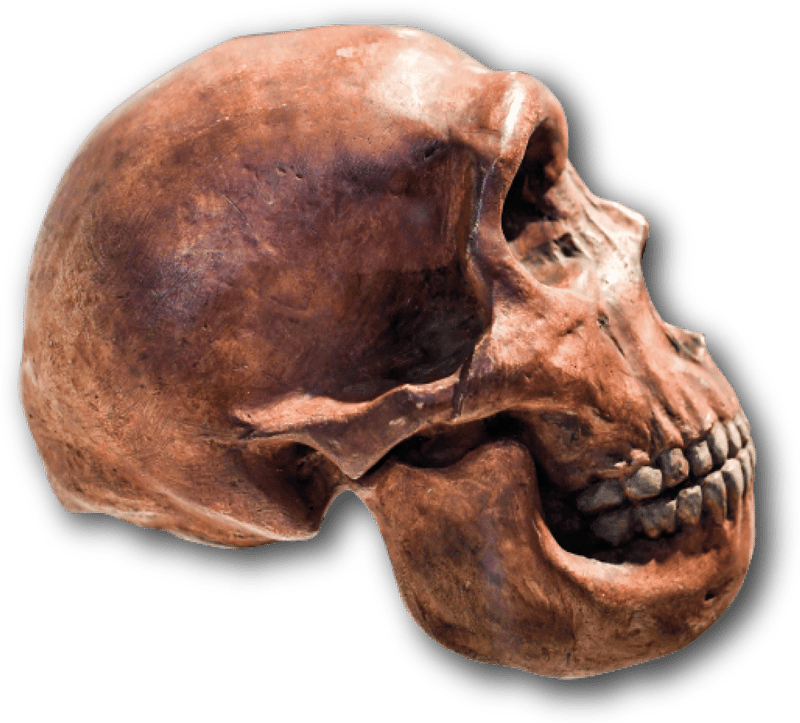 Jaw, Extinction, Bone, Sculpture, Art