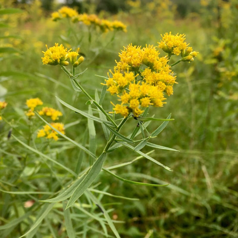 Flower, Plant, Yellow