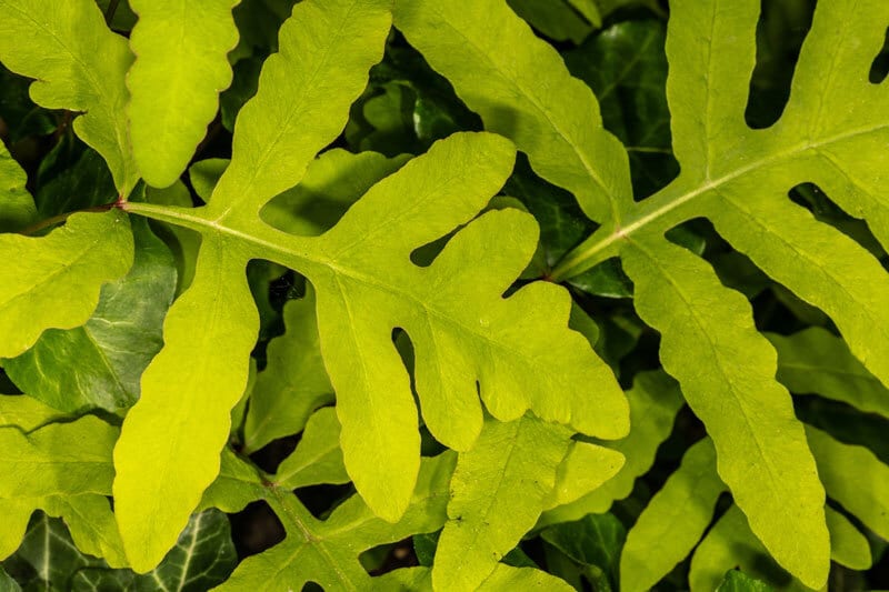 Terrestrial plant, Leaf vegetable