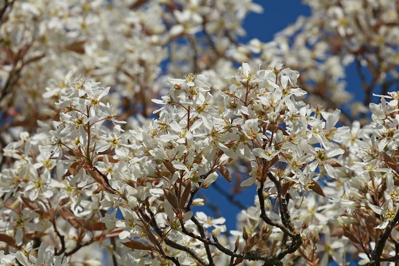 Flower, Petal, Twig, Plant