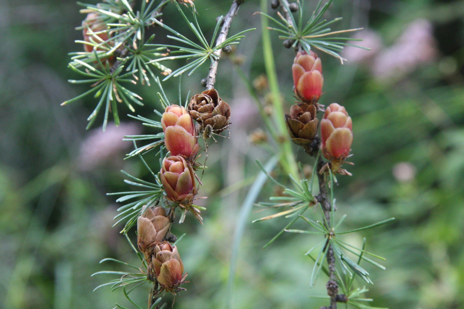 Terrestrial plant, Larch, Twig, Evergreen, Tree
