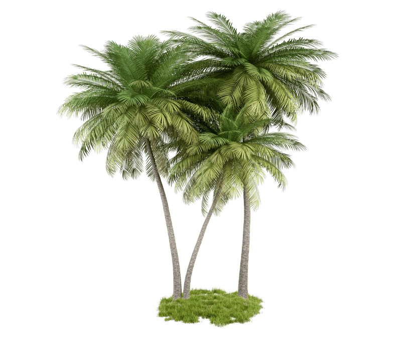 Terrestrial plant, Branch, Trunk, Tree, Flowerpot, Grass, Arecales