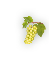 Seedless fruit, Natural foods, Plant, Food, Grape