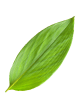 Terrestrial plant, Flower