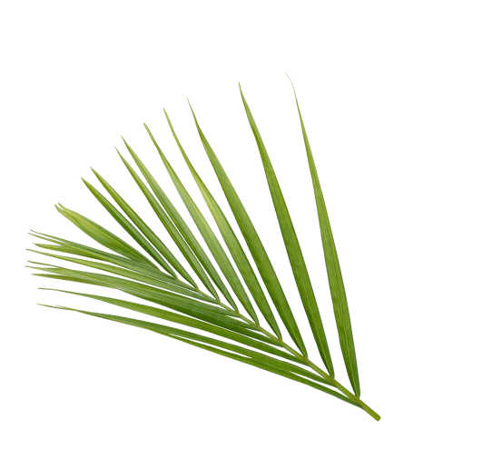 Terrestrial plant, Tree, Evergreen