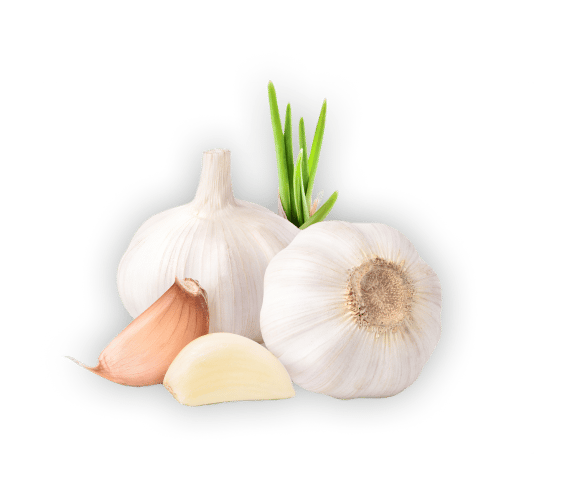 Natural foods, Plant, Food, Garlic, Ingredient, Vegetable
