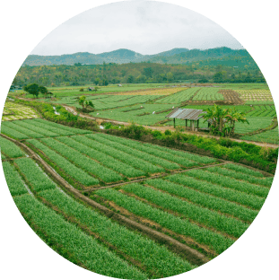 Natural landscape, Land lot, Plant, Ecoregion, Tree, Agriculture, Highland, Sky, Grassland, Plain