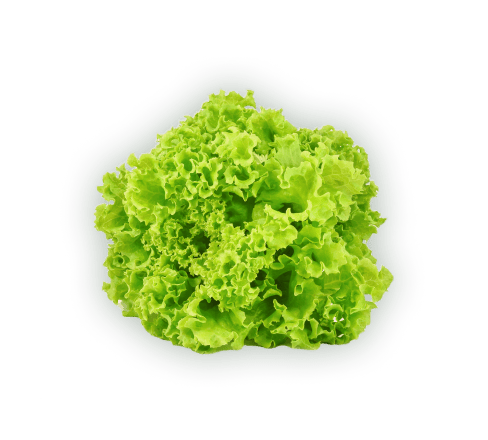 Leaf vegetable