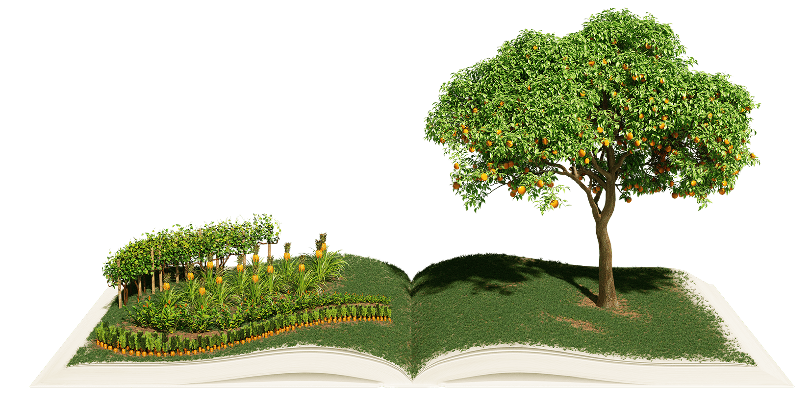 Natural landscape, Terrestrial plant, Tree, Botany, Vegetation, Rectangle, Grass