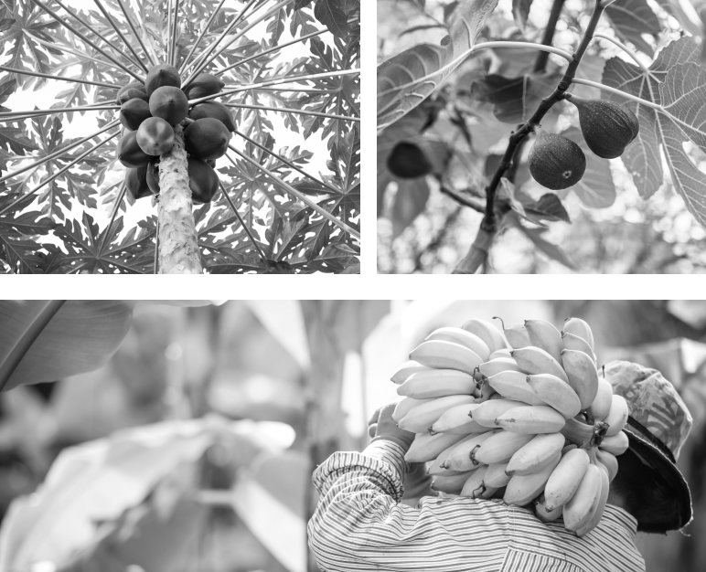 Plant, Photograph, White, Flower, Botany, Nature, Black, Leaf, Tree, Branch
