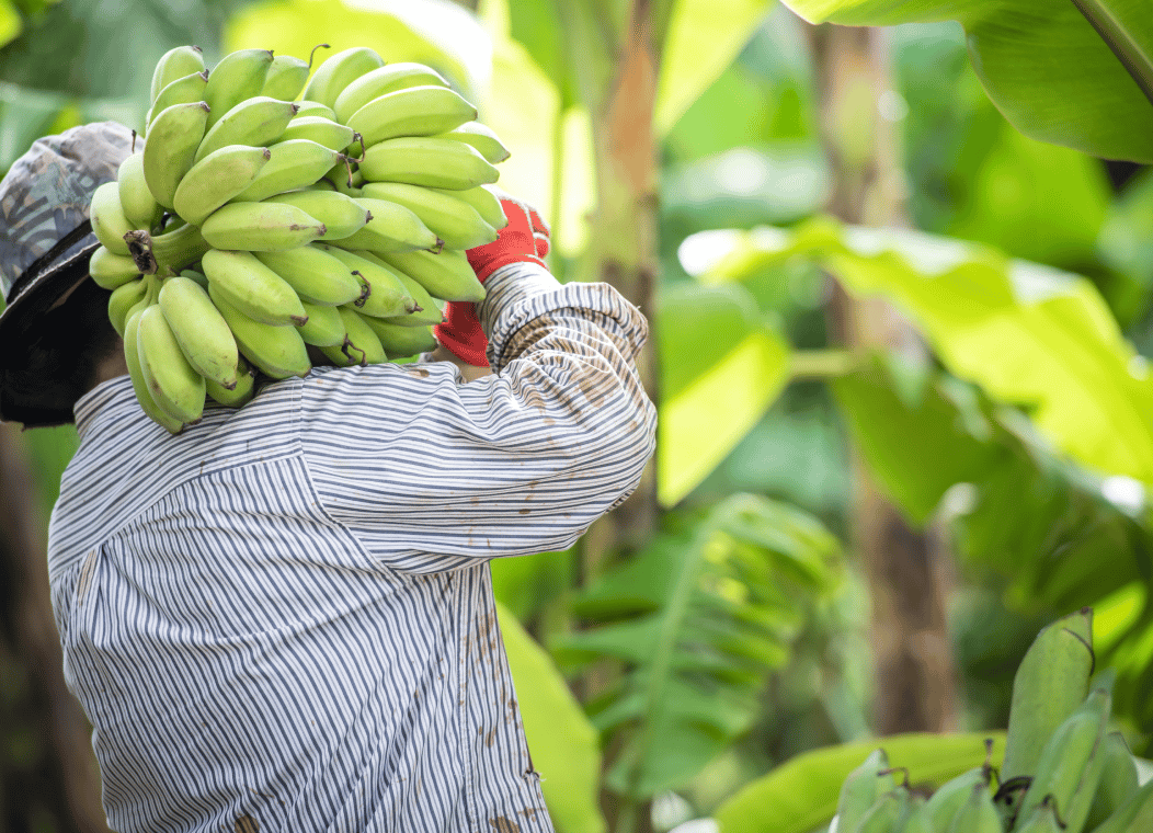 Cooking plantain, Saba banana, Terrestrial plant, Natural foods, Food, Matoke, Fruit, Organism