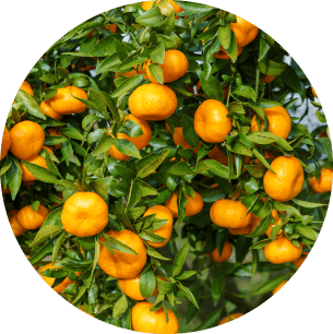 Valencia orange, Food, Plant, Rangpur, Tangerine, Fruit, Clementine