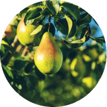 Food, Plant, Fruit