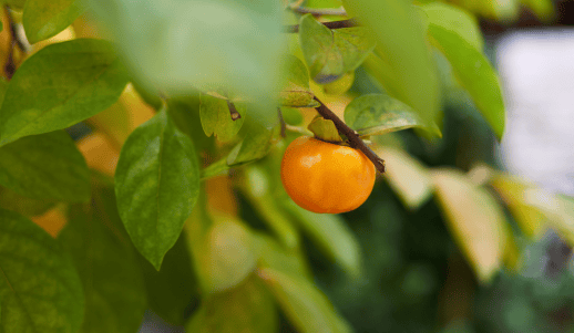 Natural foods, Staple food, Plant, Fruit, Citrus