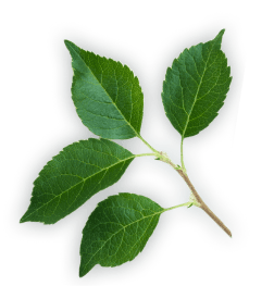 Plant, Flower, Tree, Twig