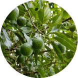 Staple food, Plant, Fruit, Dishware