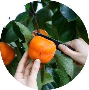Bitter orange, Natural foods, Food, Plant, Rangpur, Clementine, Tangerine, Fruit, Tangelo, Citrus