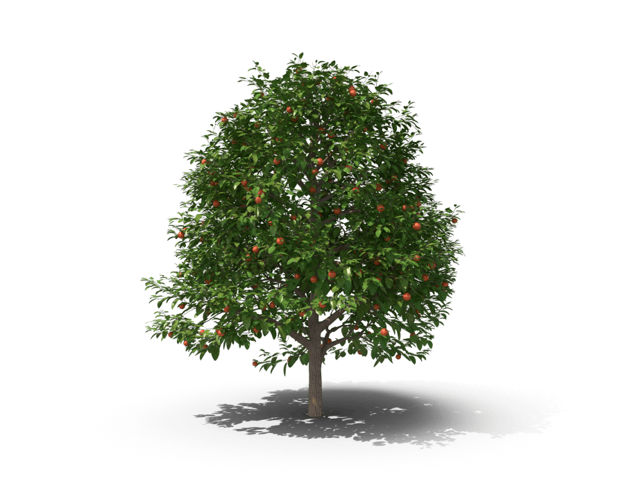 Plant, Flower, Tree, Liquid, Fruit, Twig, Evergreen