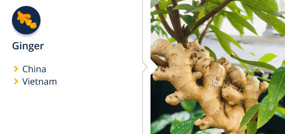 Natural foods, Terrestrial plant, Ginger, Gesture, Twig