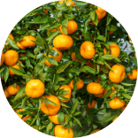 Bitter orange, Natural foods, Food, Plant, Rangpur, Fruit, Ingredient, Tangerine, Citrus, Clementine