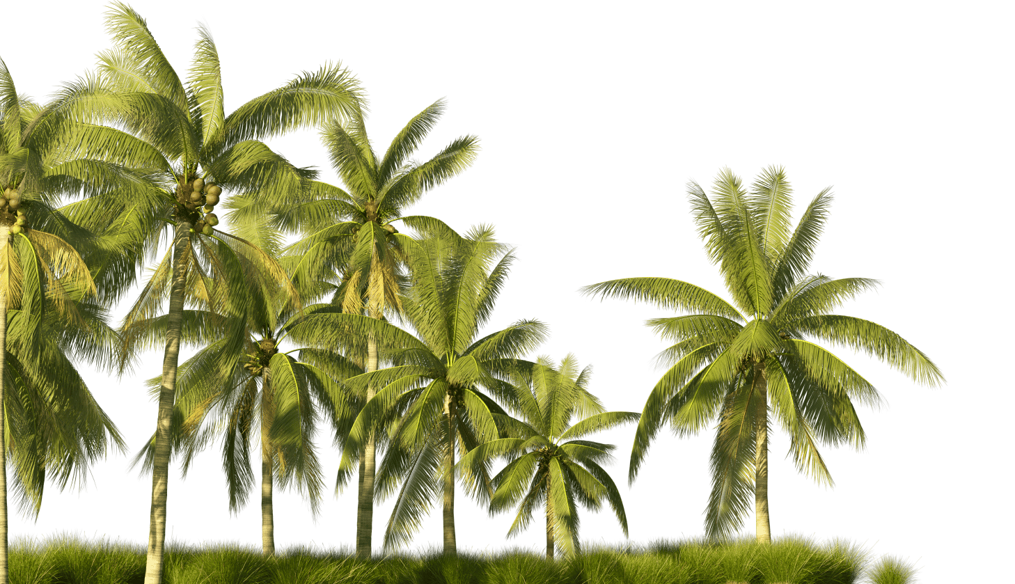 Terrestrial plant, Natural landscape, Sky, Coconut, Arecales, Tree, Vegetation, Sunlight, Cloud