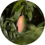 Natural foods, Staple food, Plant, Ingredient