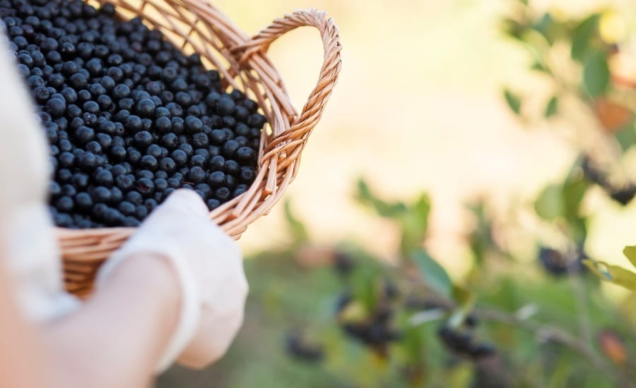 Natural foods, Blueberries, Food, Gesture, Agriculture, Basket, Greenery, Field
