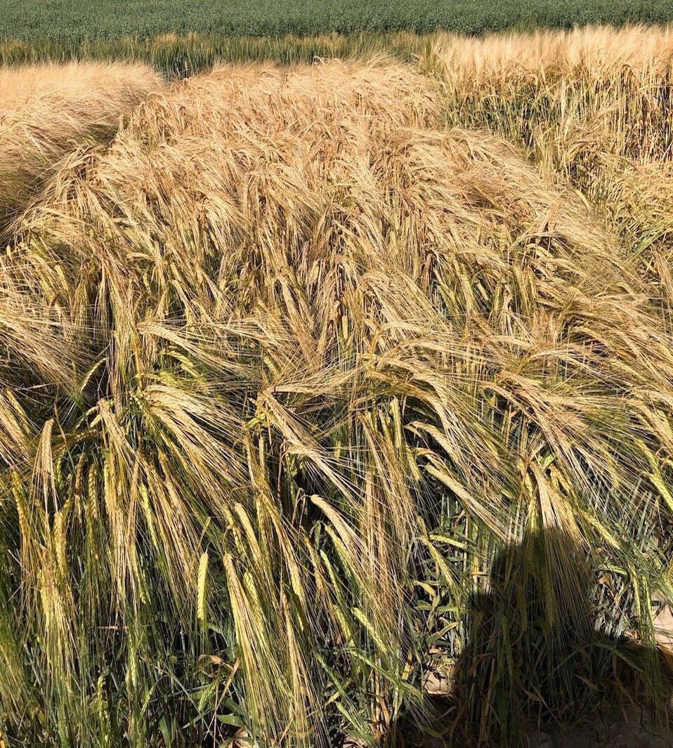 Khorasan wheat, Natural landscape, Terrestrial plant, Ecoregion, Agriculture, Grass