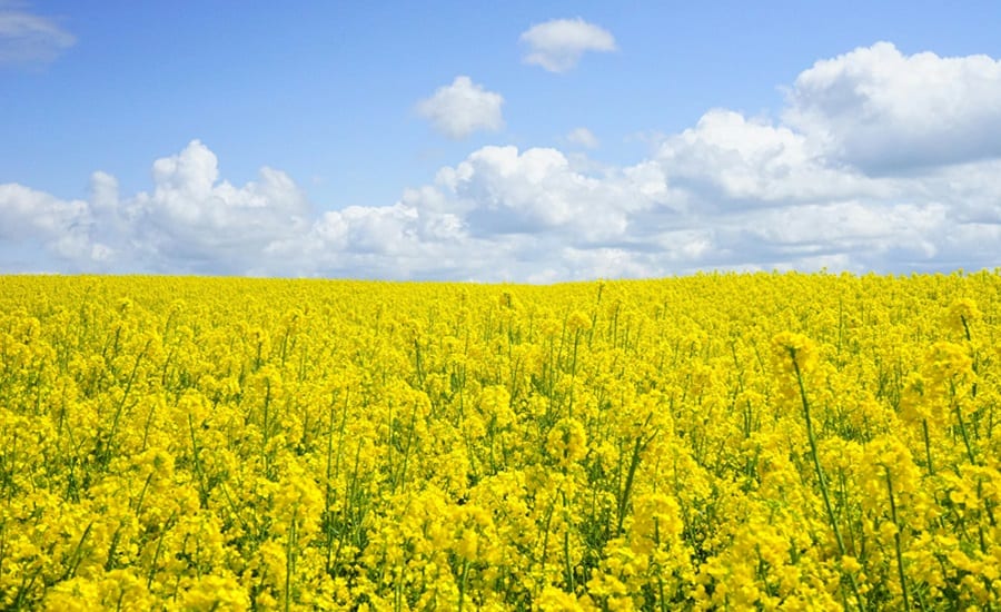 courtesy of Pixabay/Pexels - Flowering plant, Yellow, Field, Agriculture, Meadow, Mustards