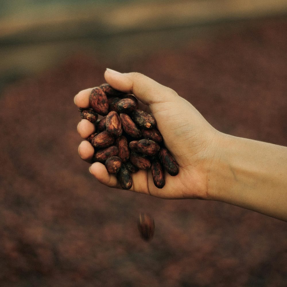 Cacao beans, Hand, Field, Farming, Food