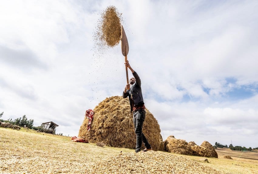 Farmer Throwing Wheat Up In The Air During Threshing