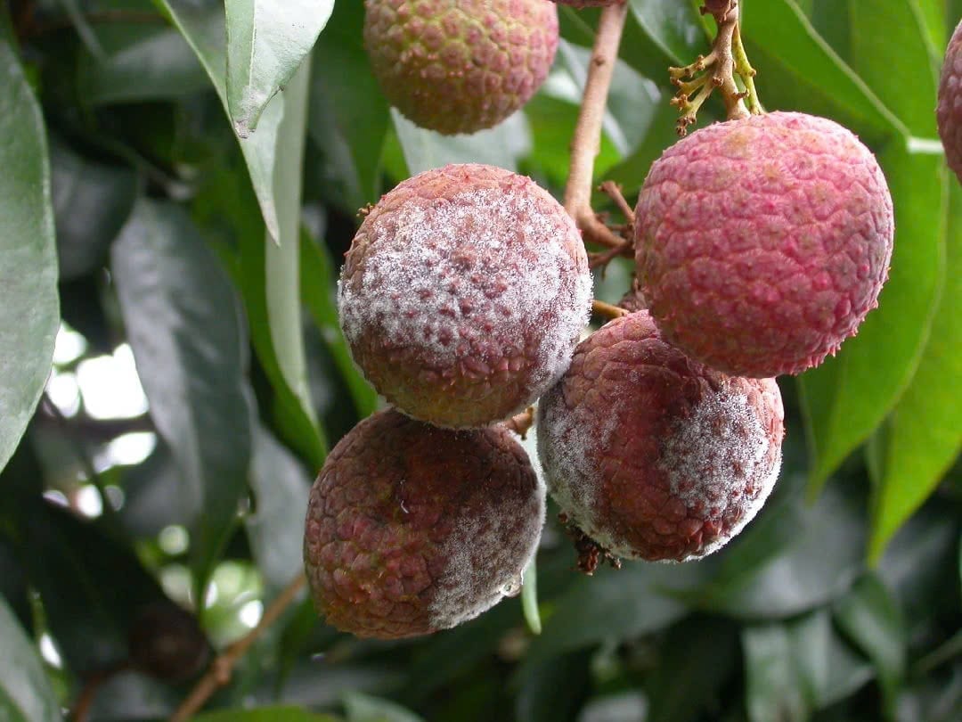 Soapberry family, Lychee