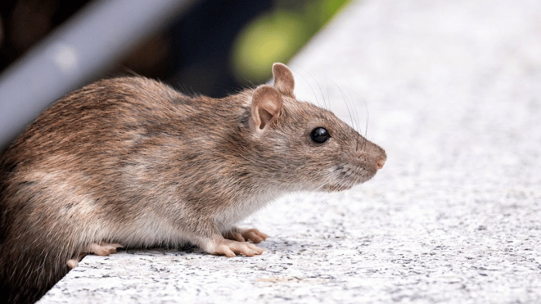 Rodent Infestations