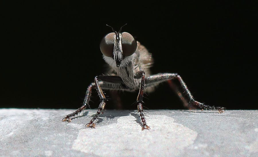 Pest Control