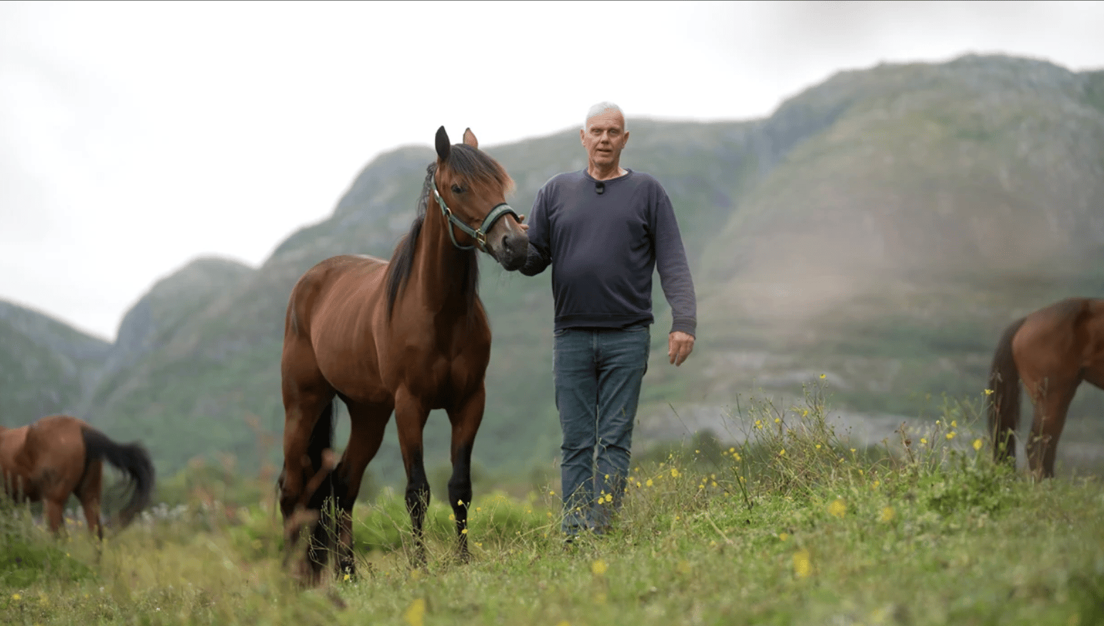 A man gently holds a brown horse by its halter in a green, mountainous landscape with other horses grazing.
