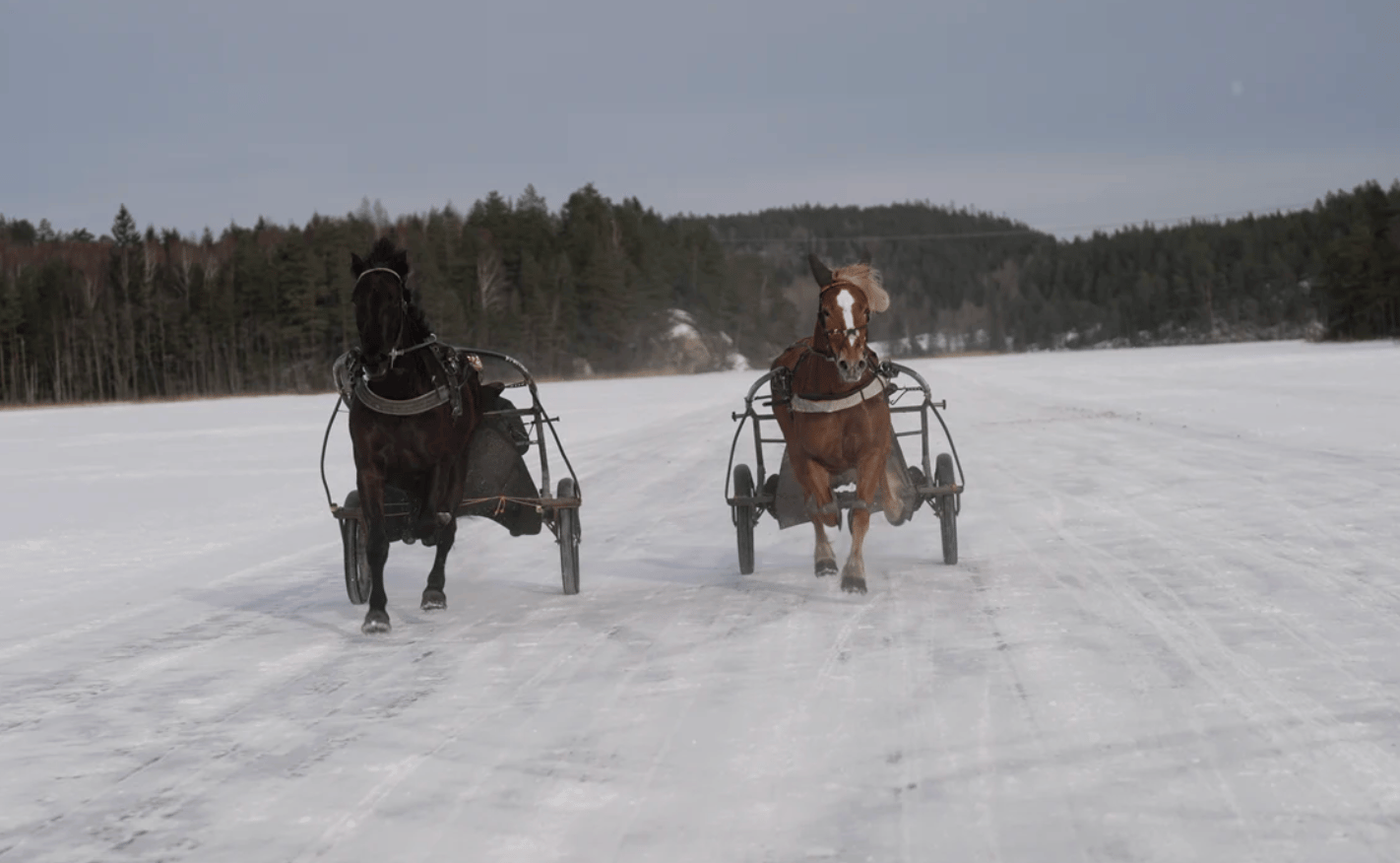 Two horses pulling sulkies race side-by-side on a snow-covered track against a forest background.