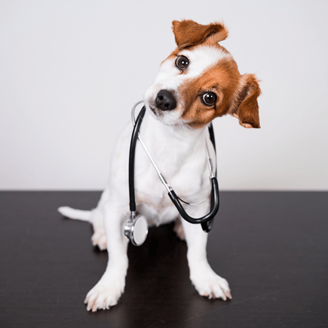 Dog breed, Working animal, Pet supply, Carnivore, Collar, Drinkware, Fawn
