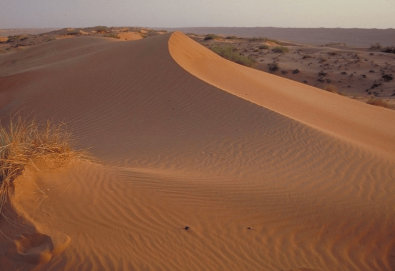 Sandy desert dune with wind ripples, sparse grass, and distant scrubland.