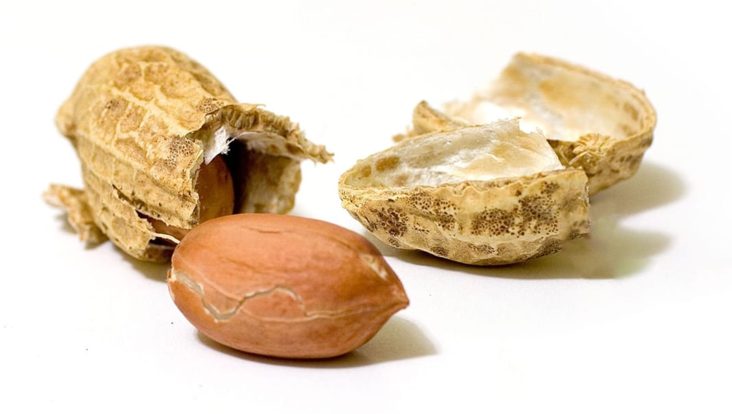 Natural material, Food, Plant, Tableware, Ingredient, Cuisine, Dish, Serveware, Nut
