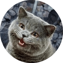 Small to medium-sized cats, Cat, Felidae, Carnivore, Whiskers, Grey