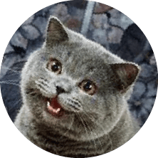Small to medium-sized cats, Cat, Felidae, Carnivore, Whiskers