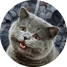 Small to medium-sized cats, Cat, Felidae, Carnivore, Whiskers, Grey