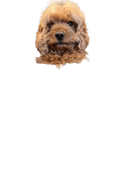 A fluffy, light brown dog head with curly fur looks directly at the camera against a plain green background.