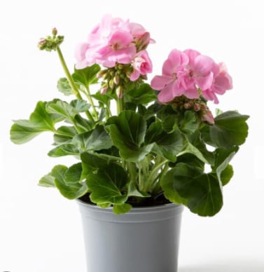 Flower, Plant, Flowerpot, Houseplant, Petal